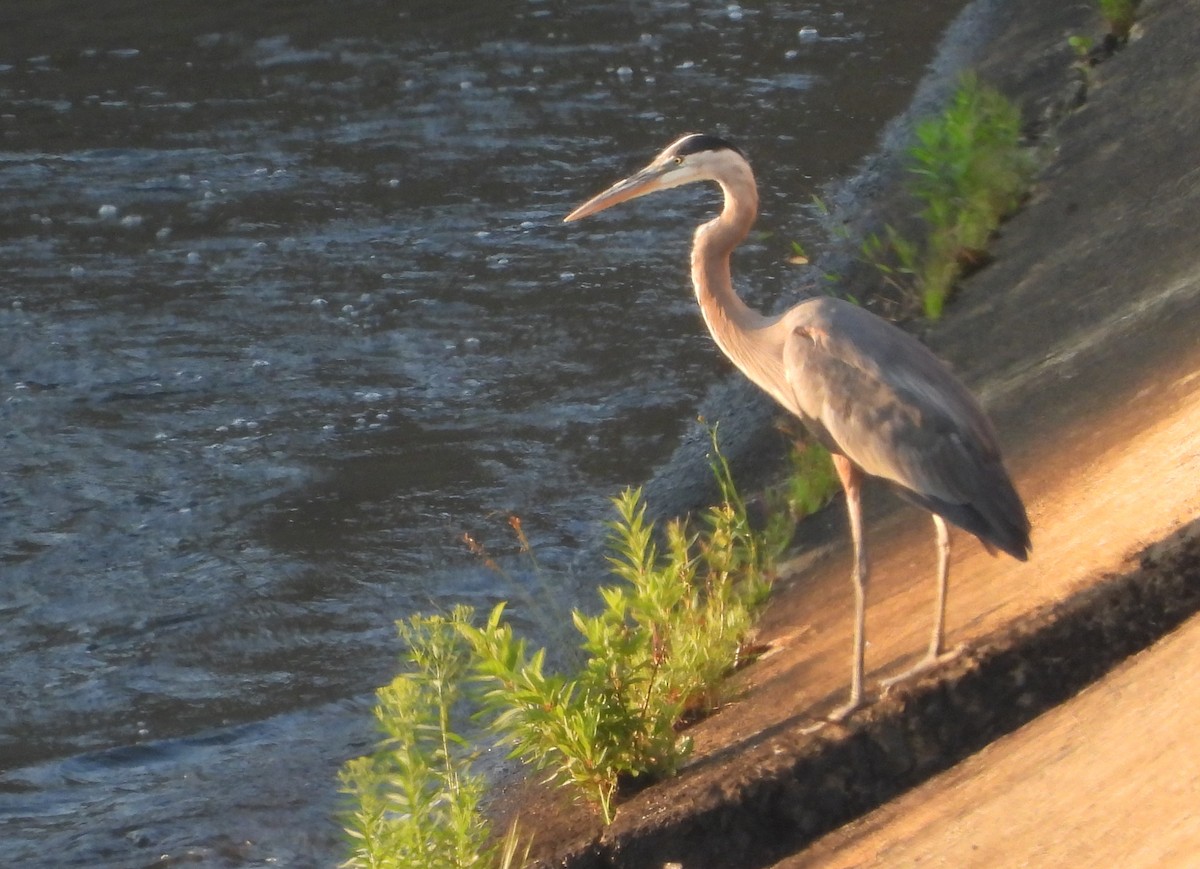 Great Blue Heron - ML638568178