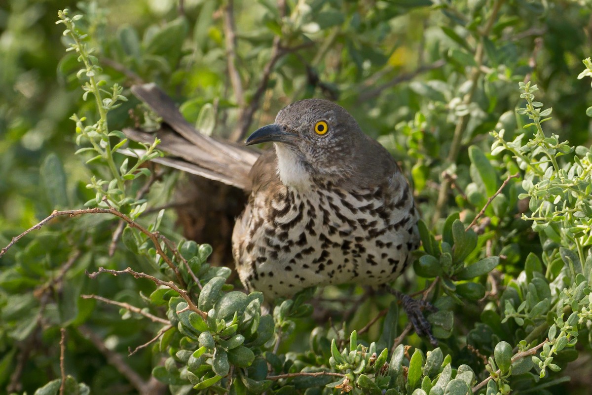 Gray Thrasher - ML638568198