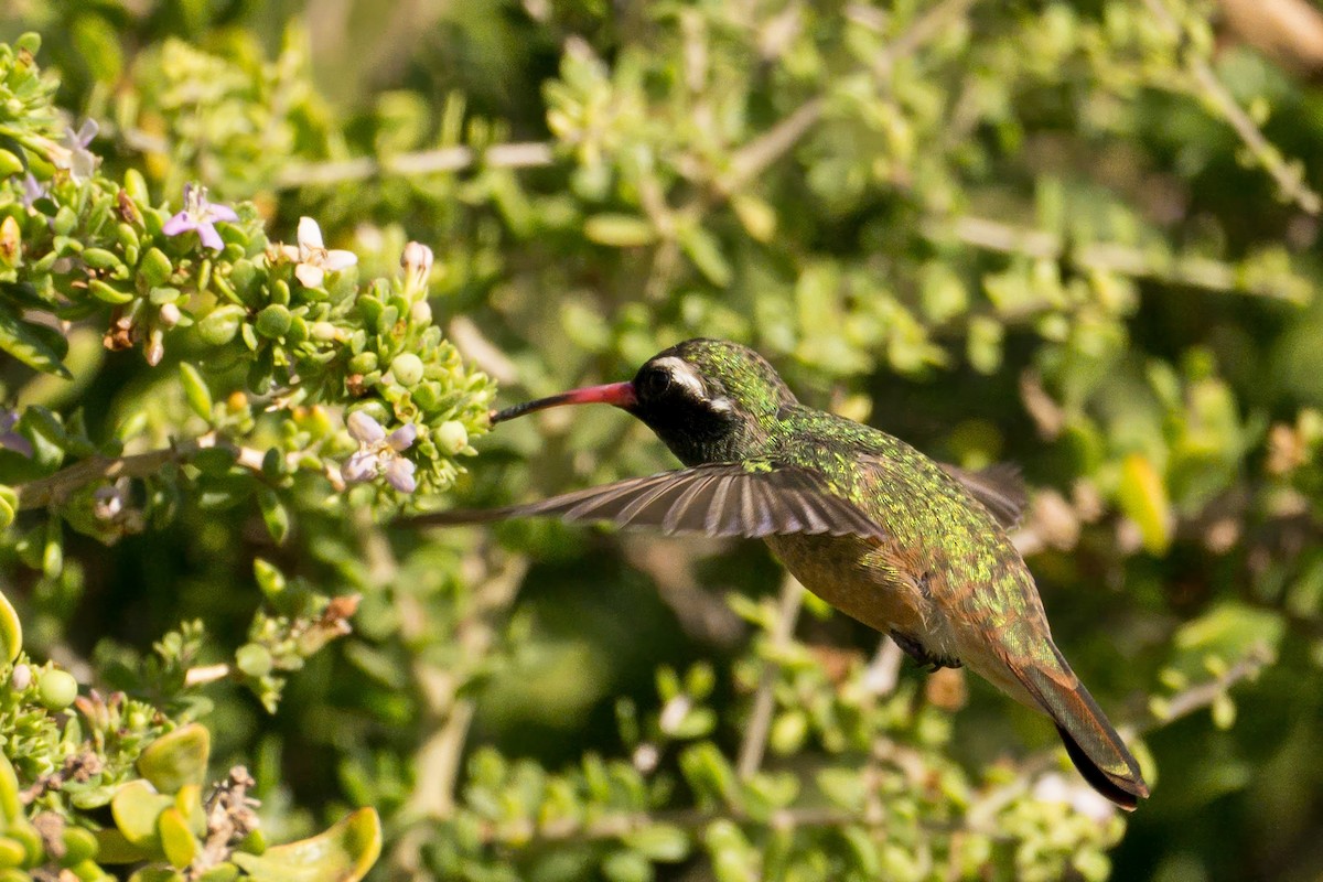 Xantus's Hummingbird - ML638568211