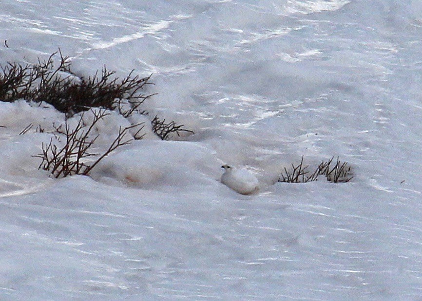 White-tailed Ptarmigan - ML638568218