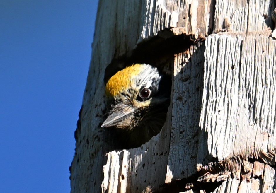 American Three-toed Woodpecker (Northwest) - ML638568224