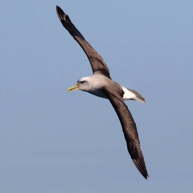 Buller's Albatross - ML638568227