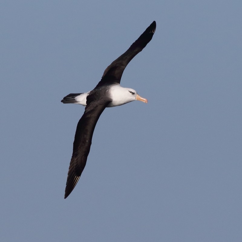 Black-browed Albatross (Campbell) - ML638568259