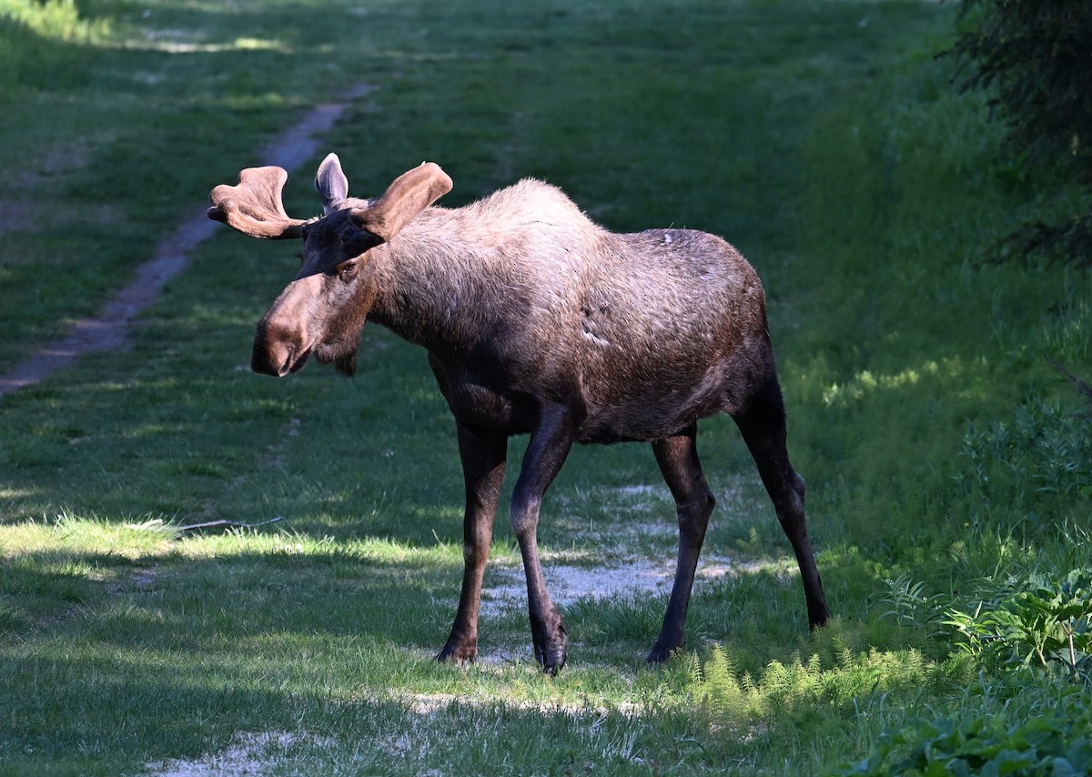 動物界 - ML638568266