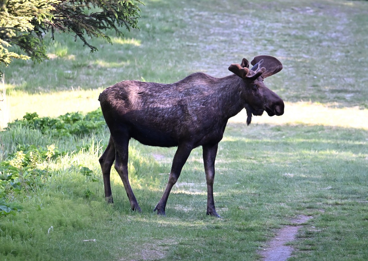 動物界 - ML638568267