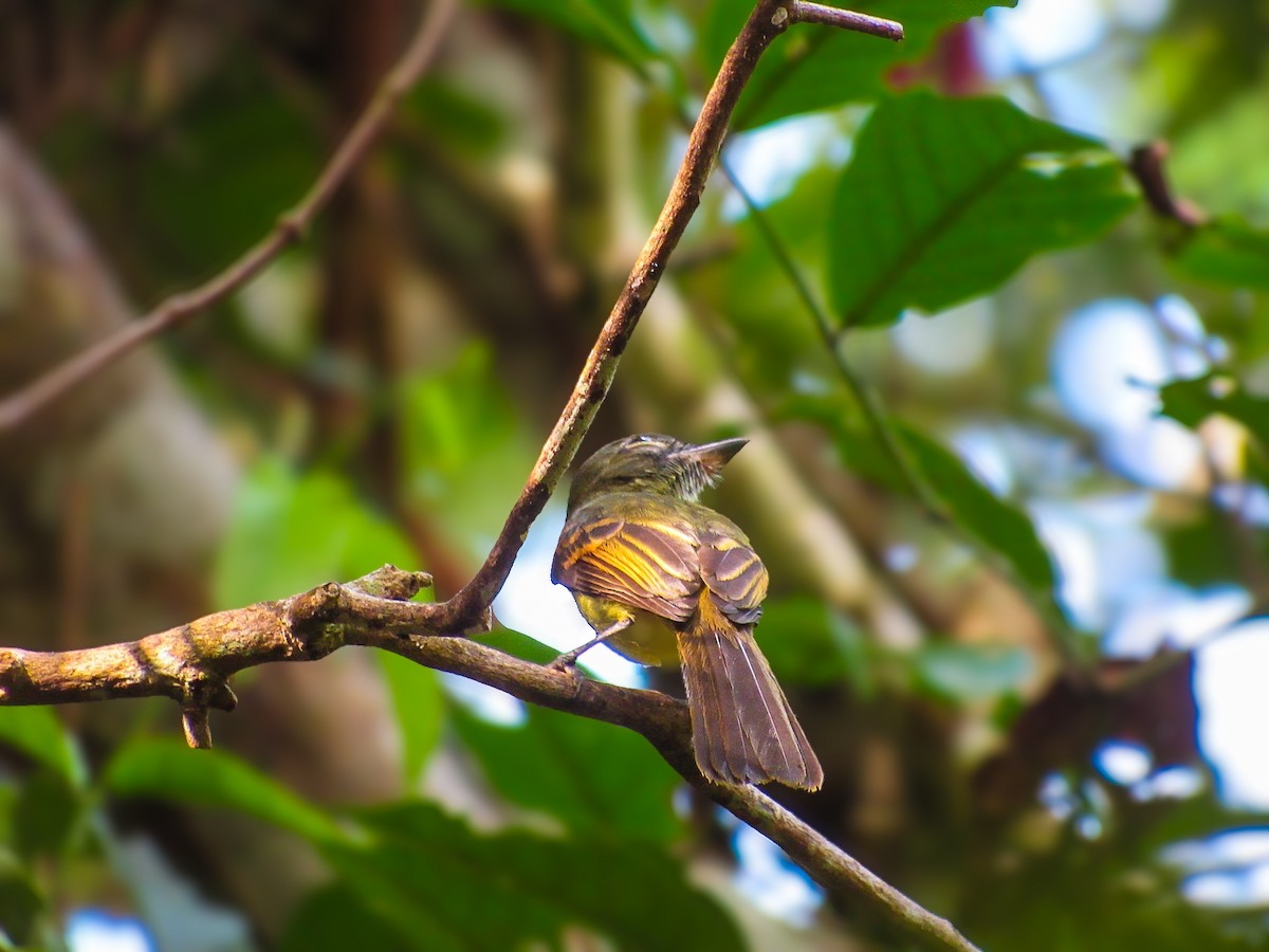 Dusky-tailed Flatbill - ML638568269