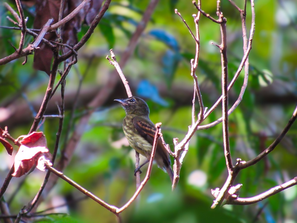 Dusky-tailed Flatbill - ML638568270