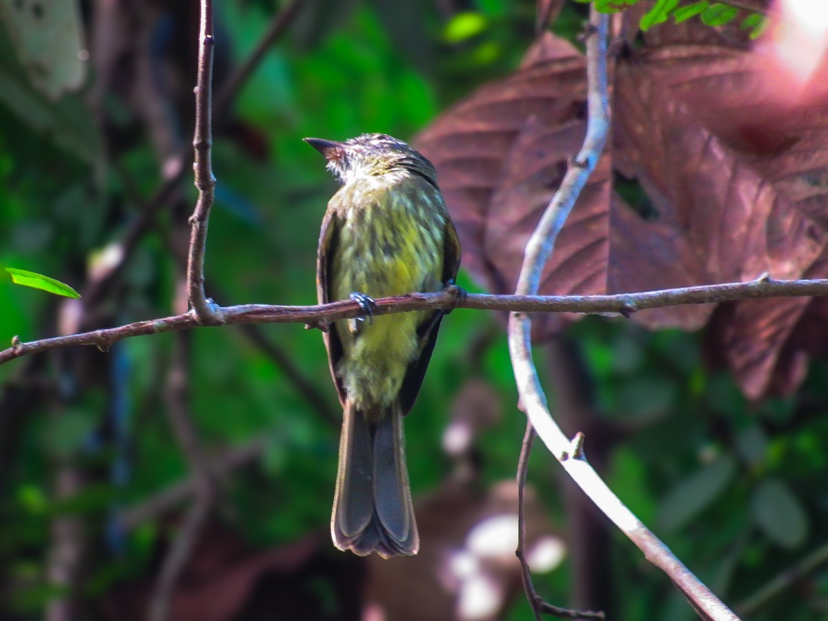 Dusky-tailed Flatbill - ML638568271