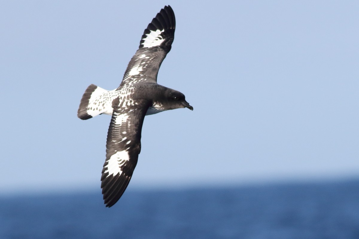 Pintado Petrel (Antarctic) - ML638568353