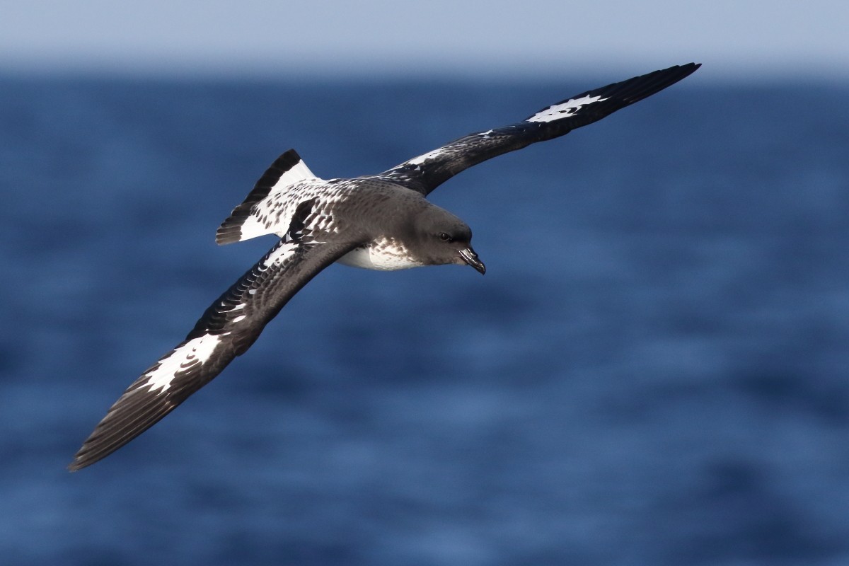 Pintado Petrel (Antarctic) - ML638568354