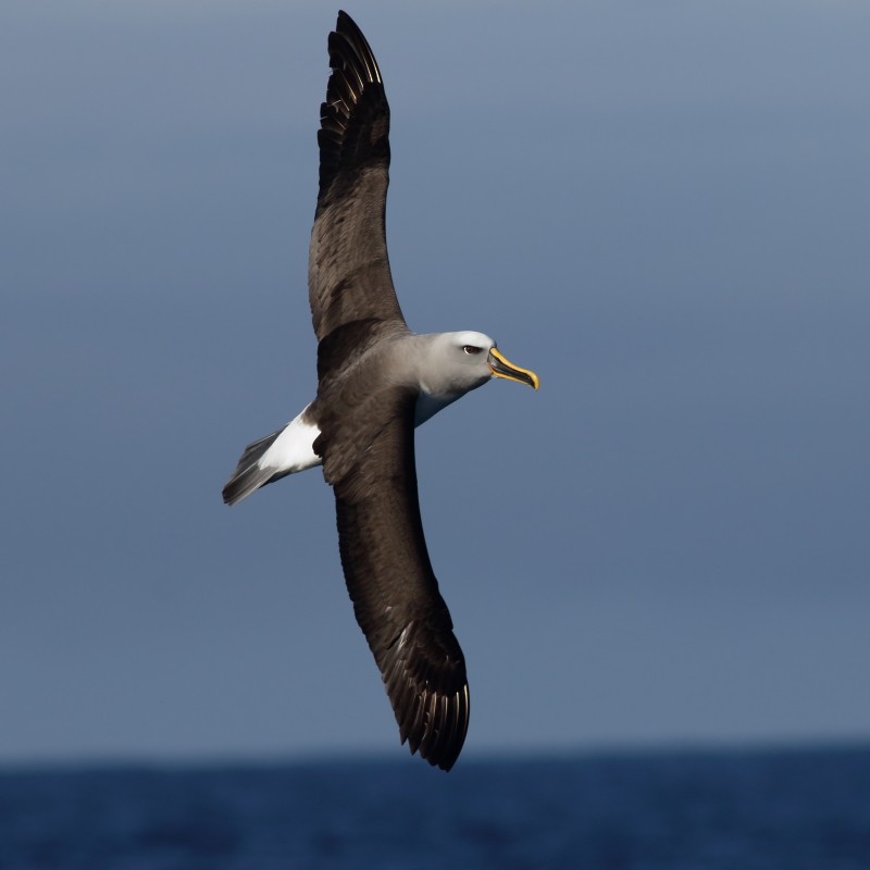 Buller's Albatross - ML638568372