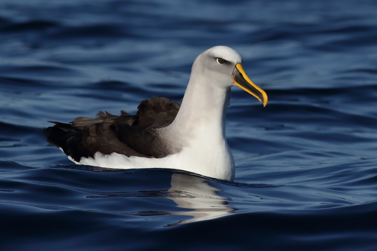 Buller's Albatross - ML638568373