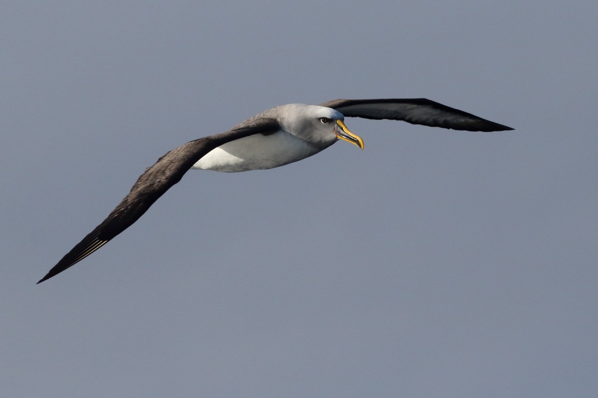 Buller's Albatross - ML638568374