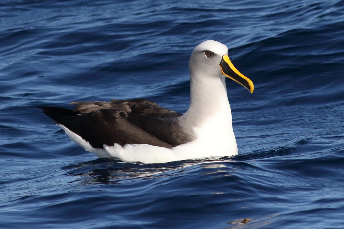 Buller's Albatross - ML638568375