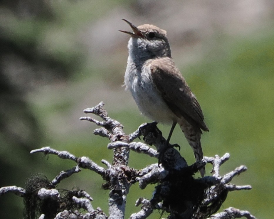 Rock Wren - ML638568378