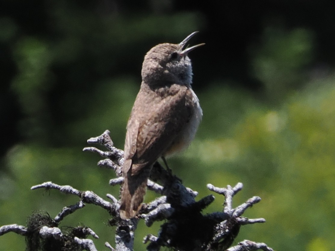 Rock Wren - ML638568379