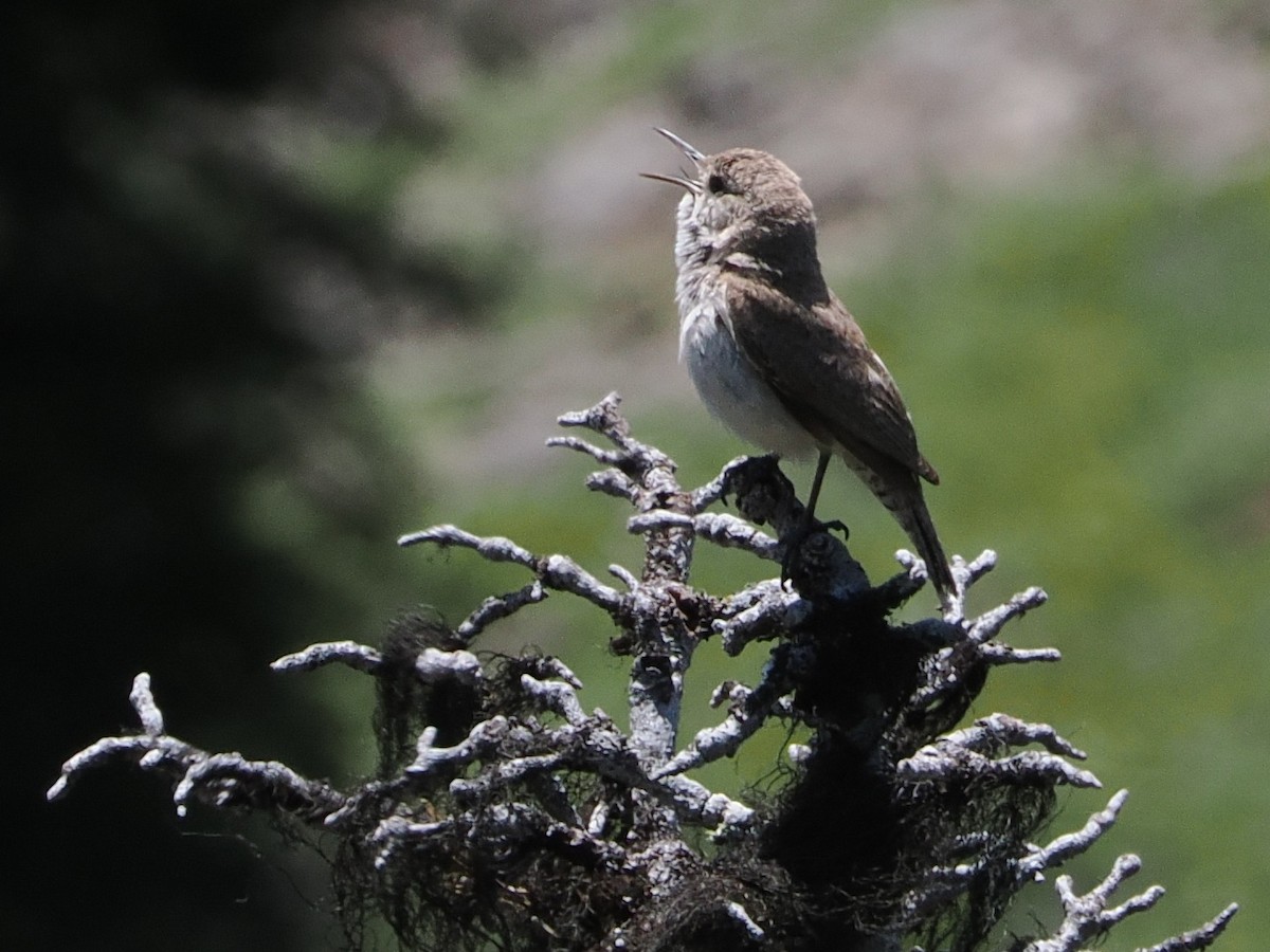 Rock Wren - ML638568380