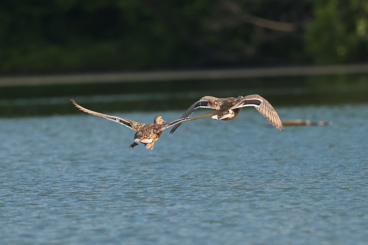 Mallard - ML638568381