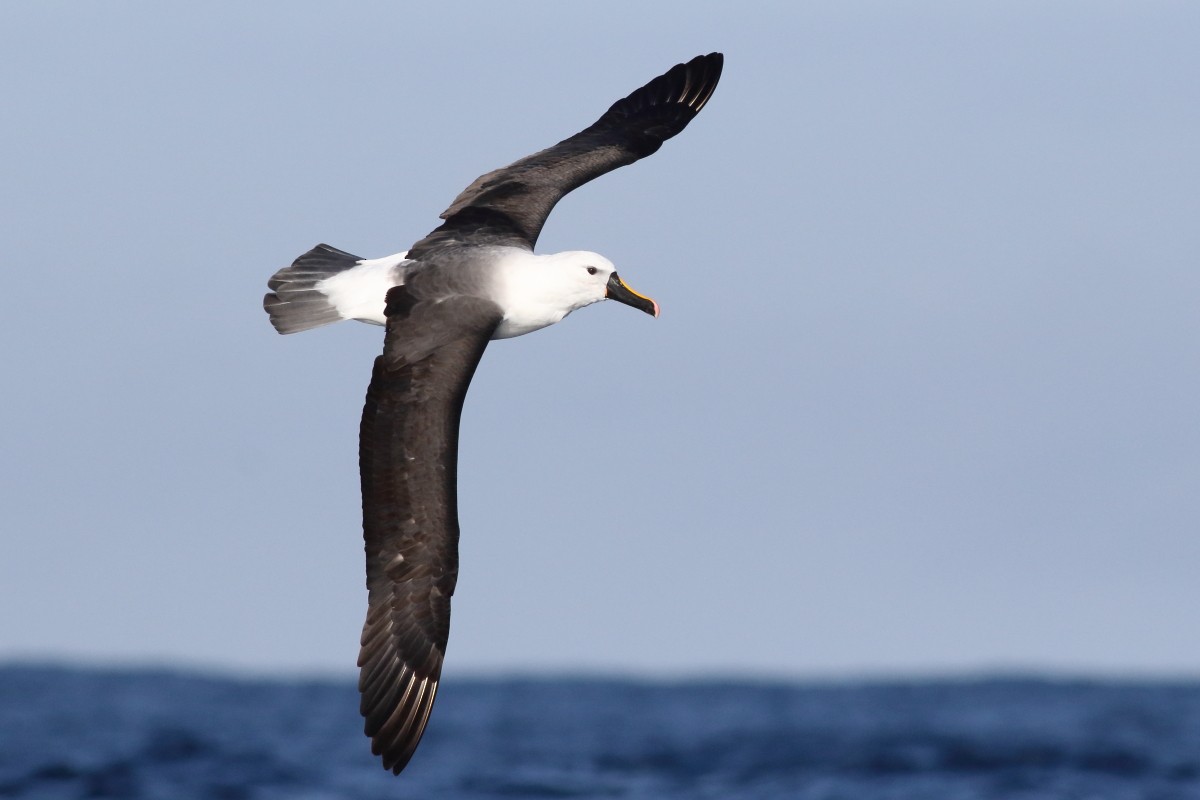 Indian Yellow-nosed Albatross - ML638568417