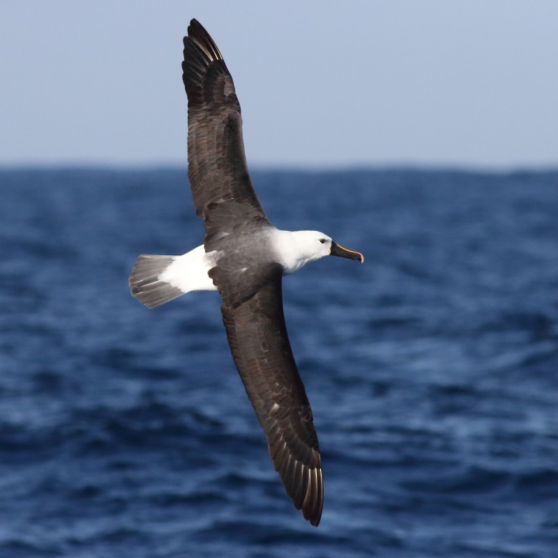 Indian Yellow-nosed Albatross - ML638568418