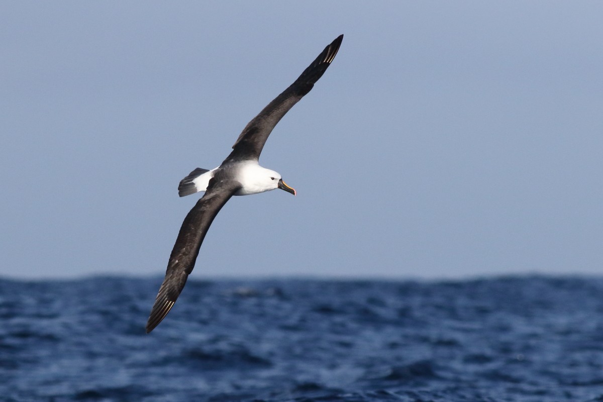 Indian Yellow-nosed Albatross - ML638568419