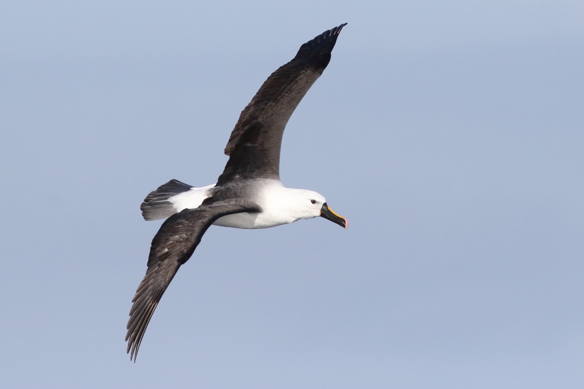 Indian Yellow-nosed Albatross - ML638568420