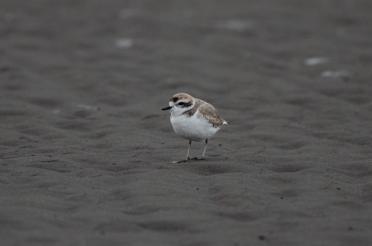 Snowy Plover - ML638568435
