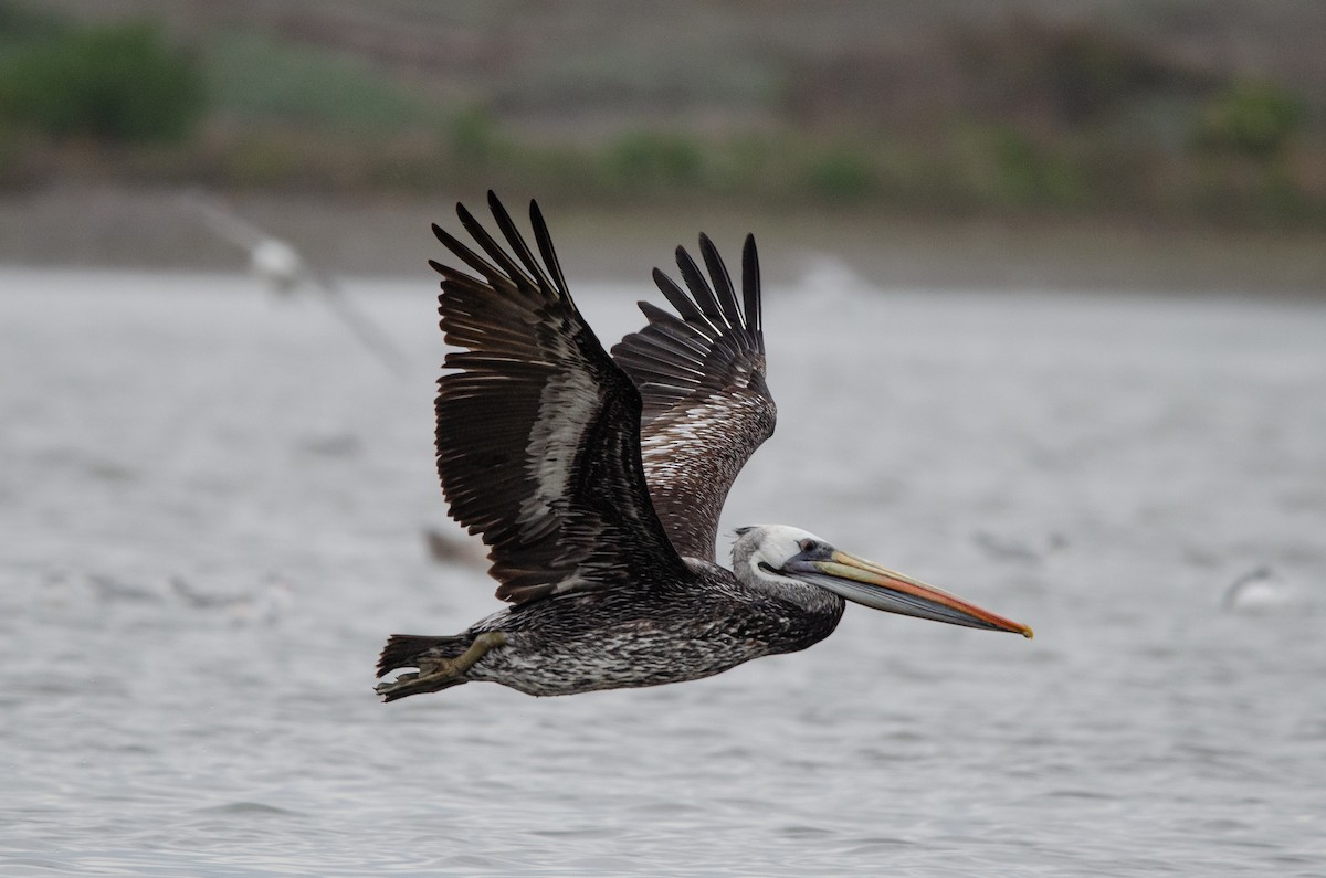 Peruvian Pelican - ML638568446