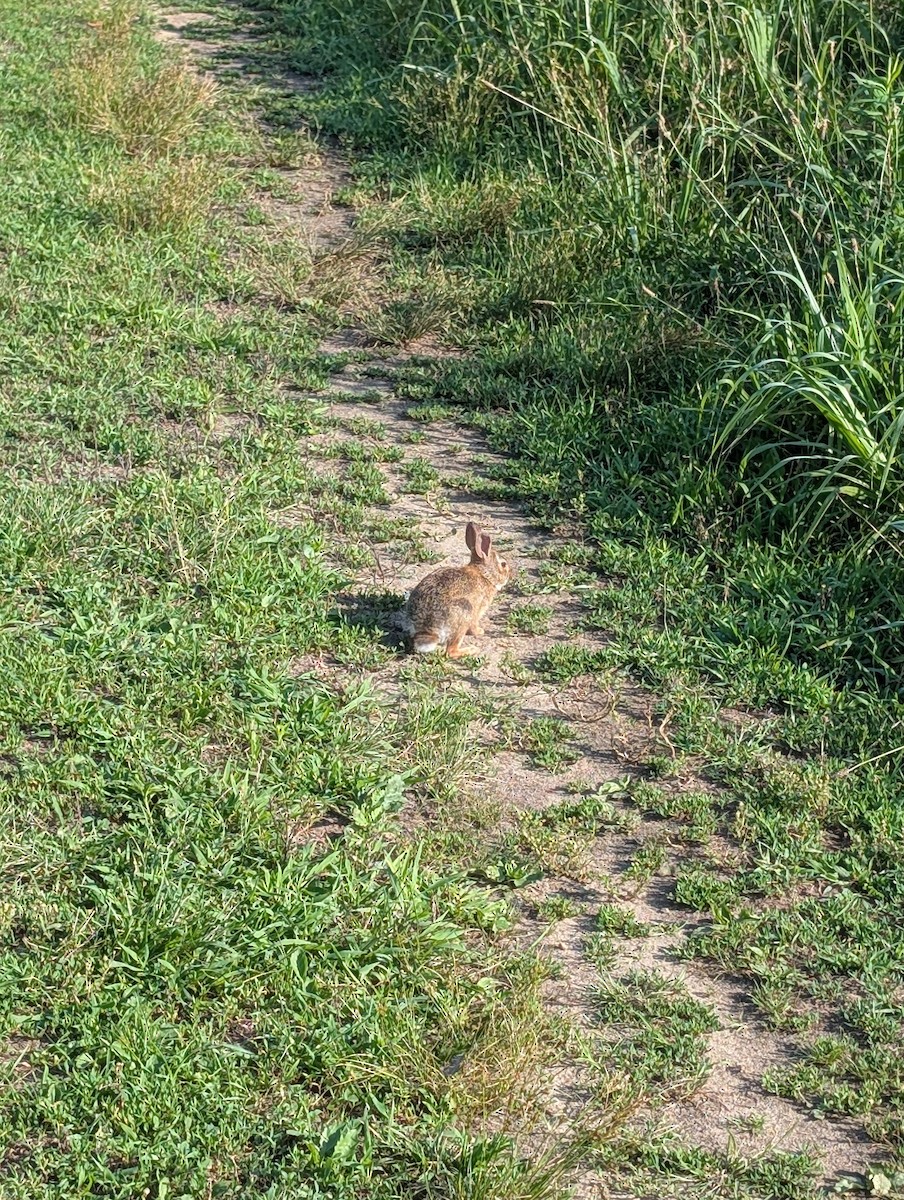 Animals - Carolyn Rubinfeld 🦆