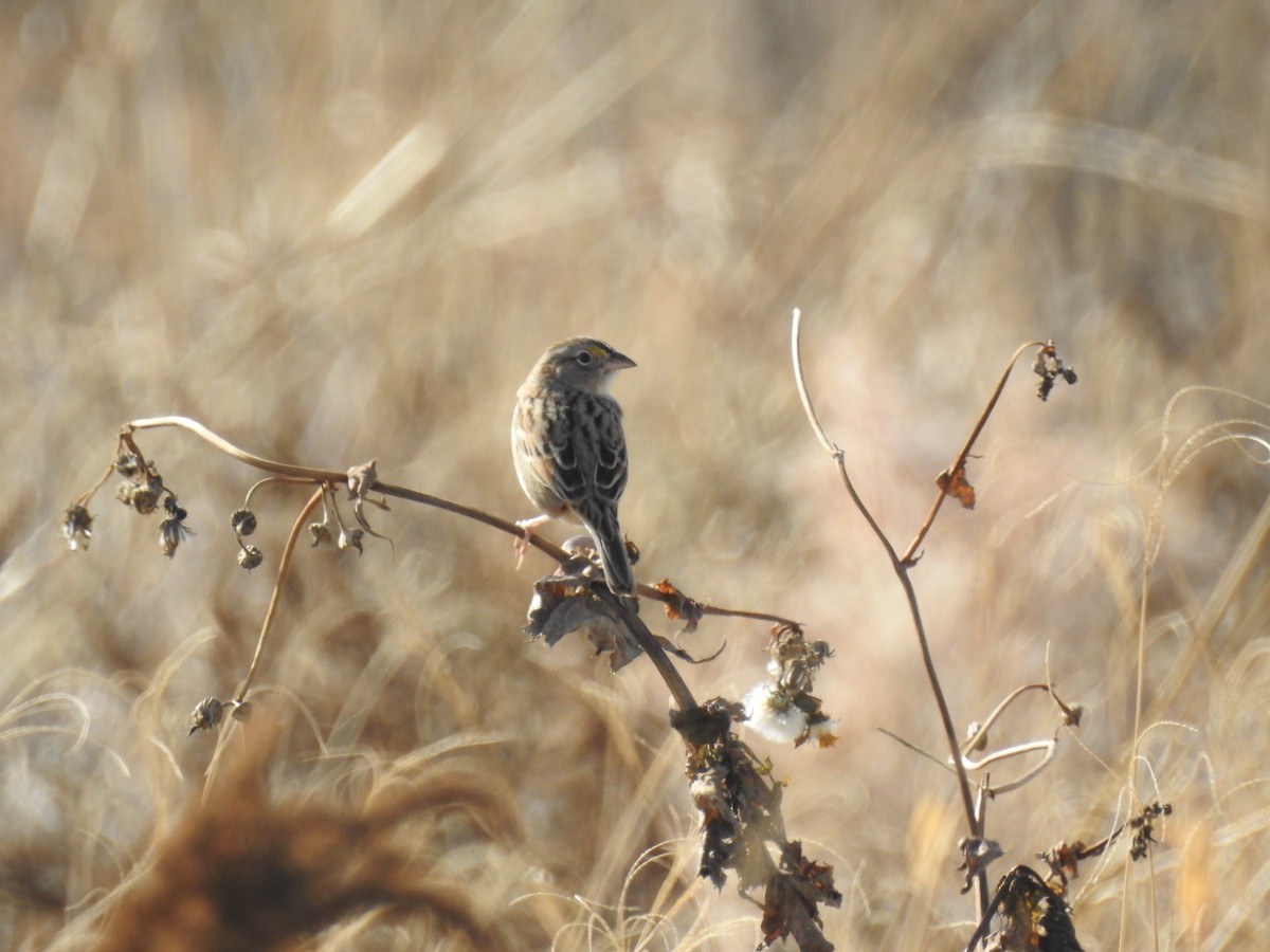 Grassland Sparrow - ML638568466