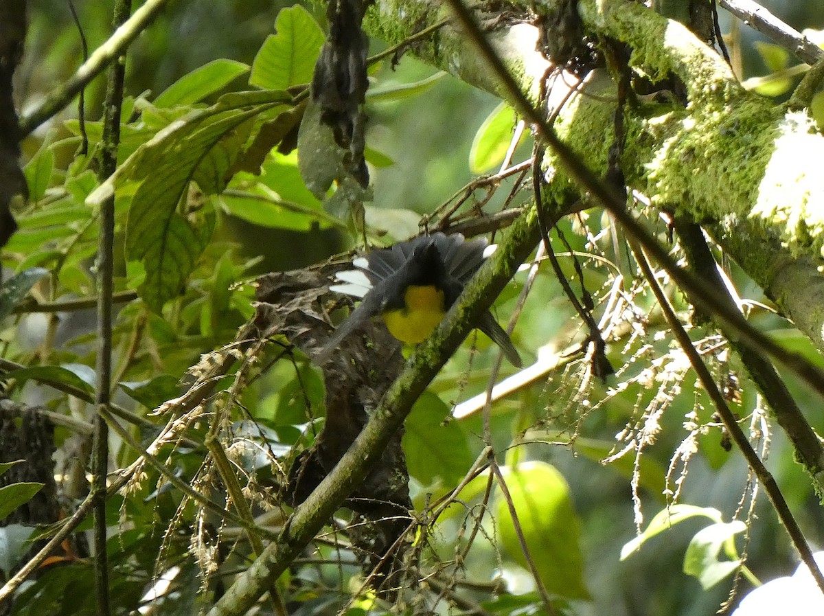 Slate-throated Redstart - ML638568468