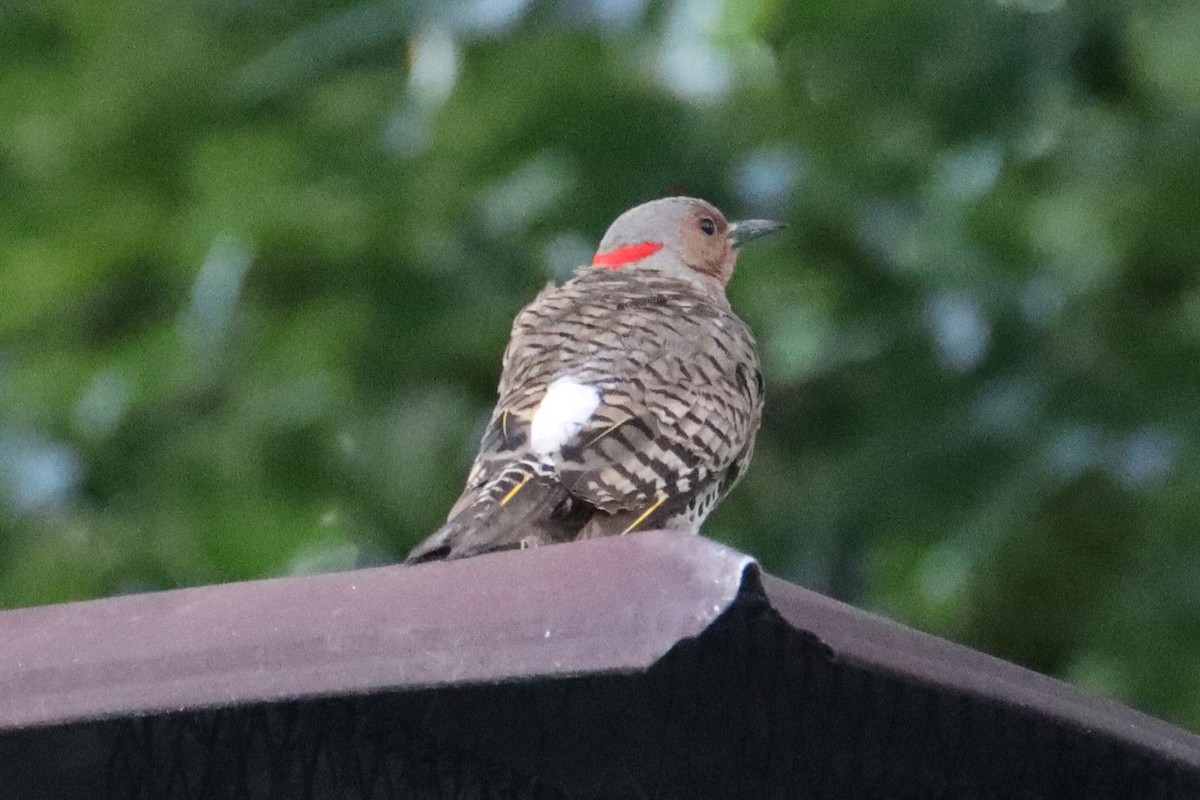 Northern Flicker - ML638568491