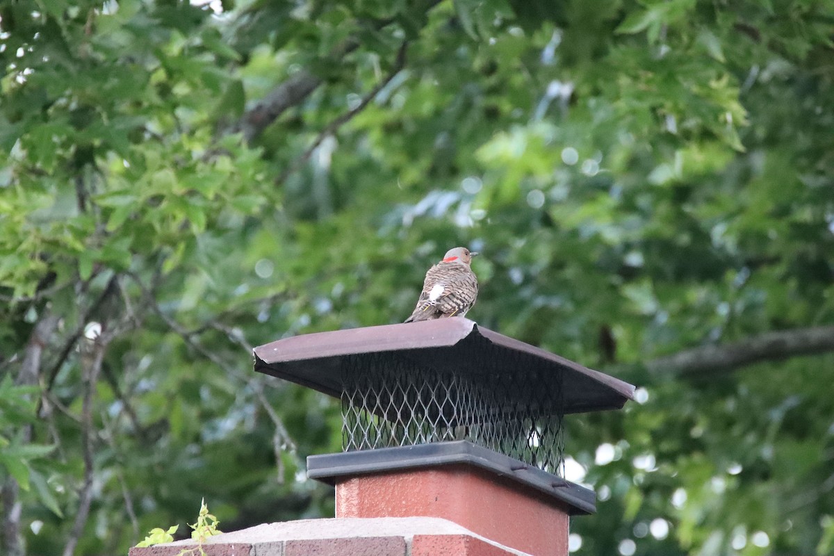 Northern Flicker - ML638568493
