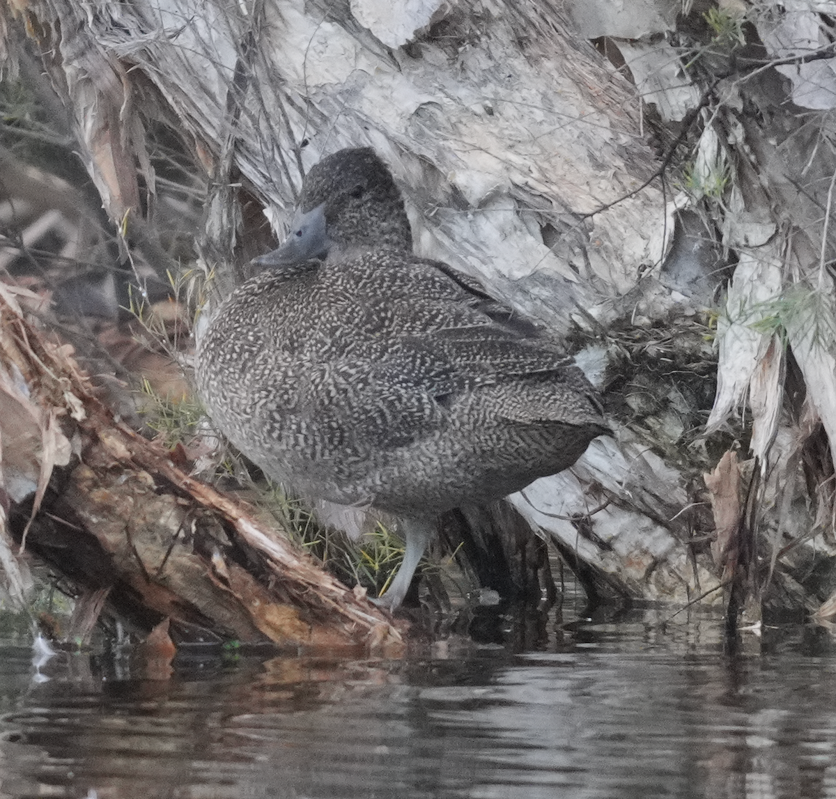 Freckled Duck - ML638568518