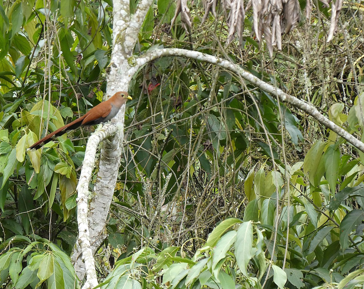 Common Squirrel-Cuckoo - ML638568556