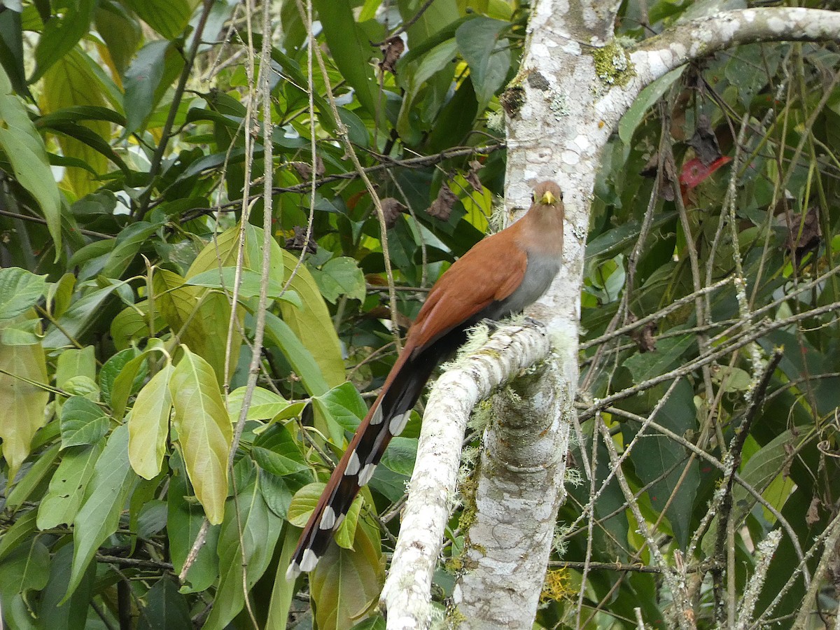 Common Squirrel-Cuckoo - ML638568557