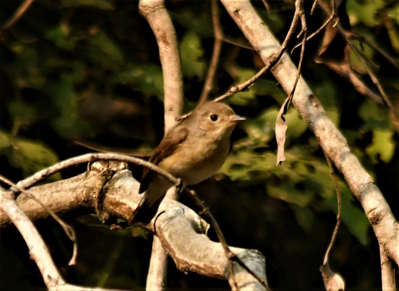 Red-breasted Flycatcher - ML638568580