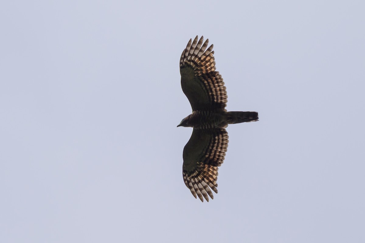 Hook-billed Kite - ML638568587