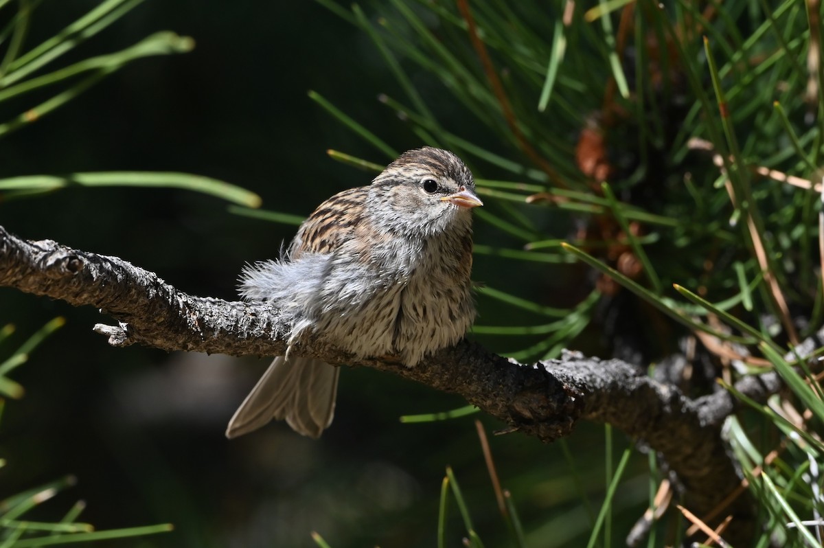 Chipping Sparrow - ML638568622