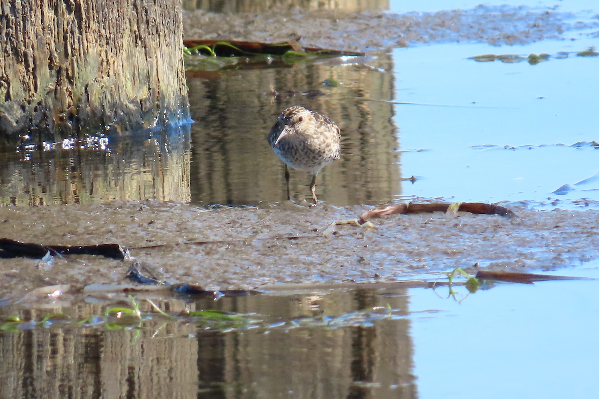 Pectoral Sandpiper - ML638568629