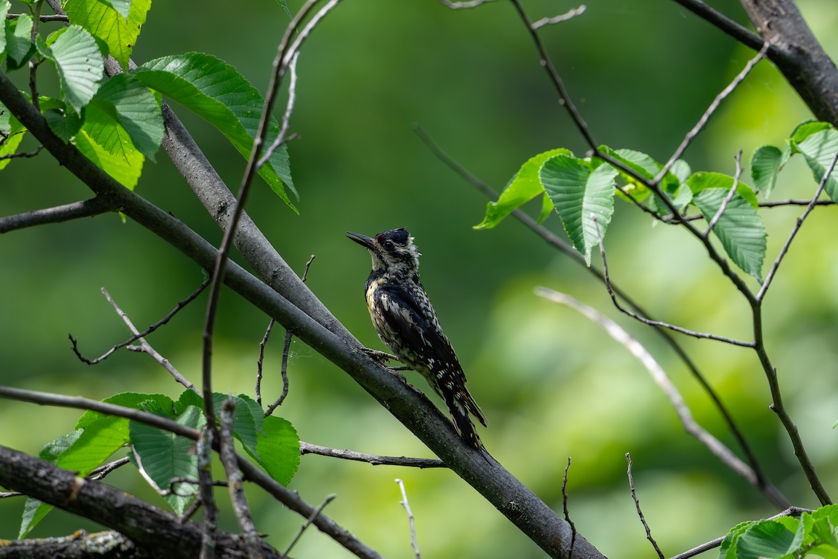 Yellow-bellied Sapsucker - ML638568653