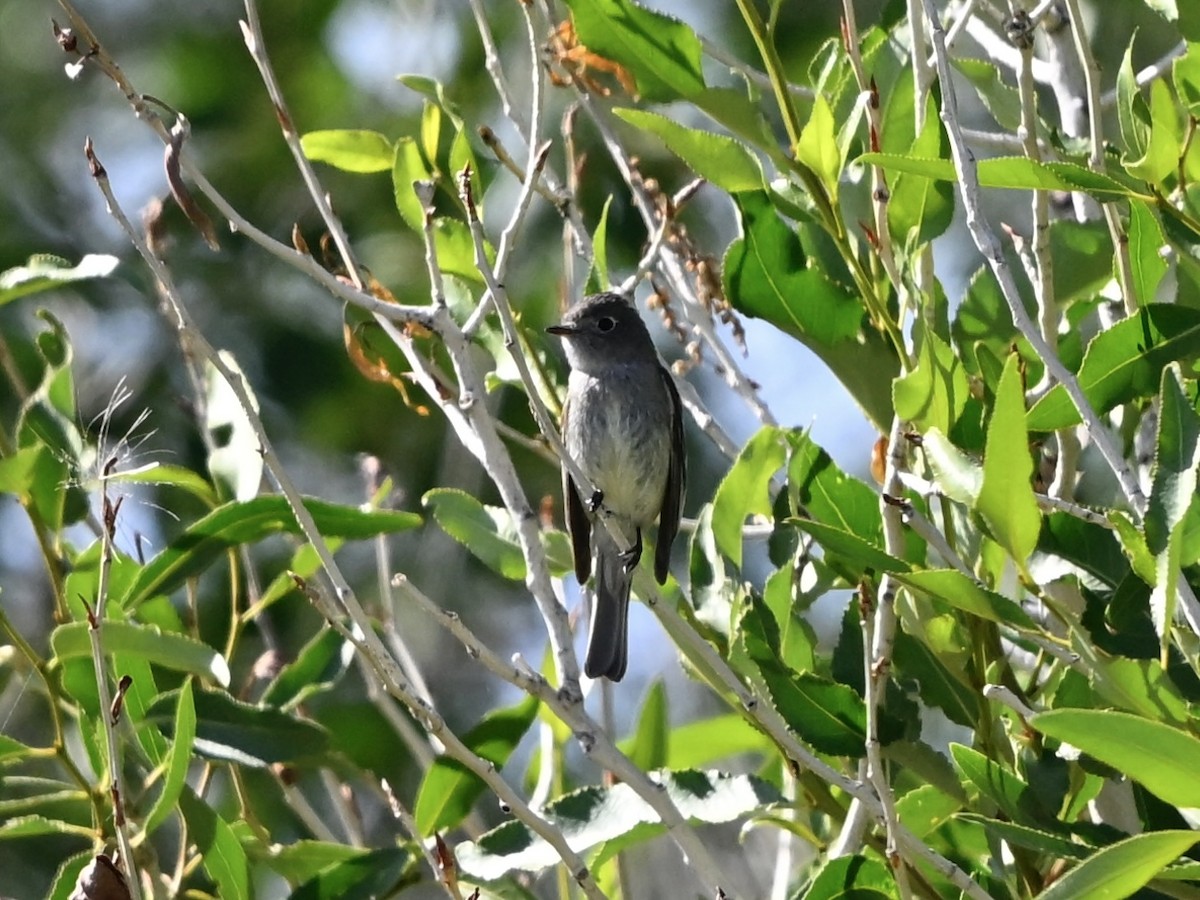 חטפית זעירה - ML638568666