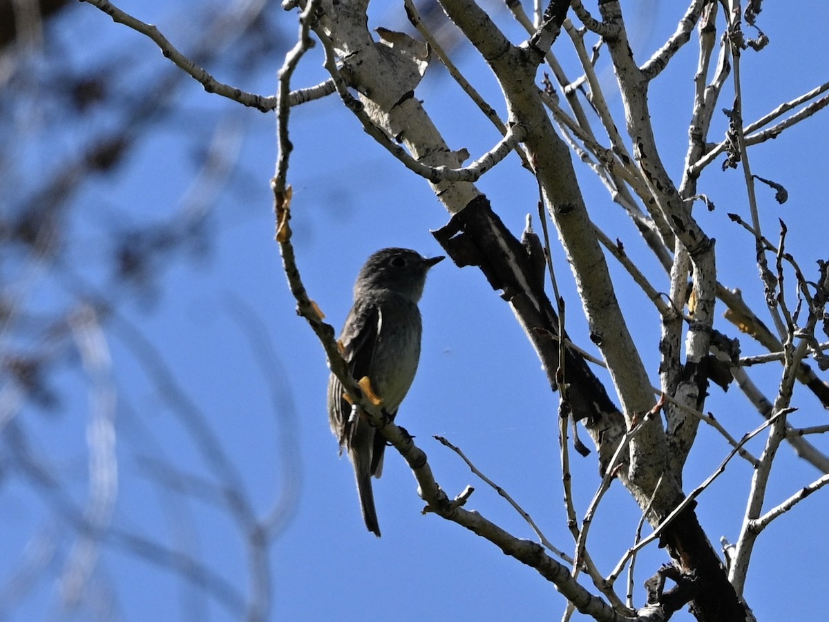 חטפית זעירה - ML638568667
