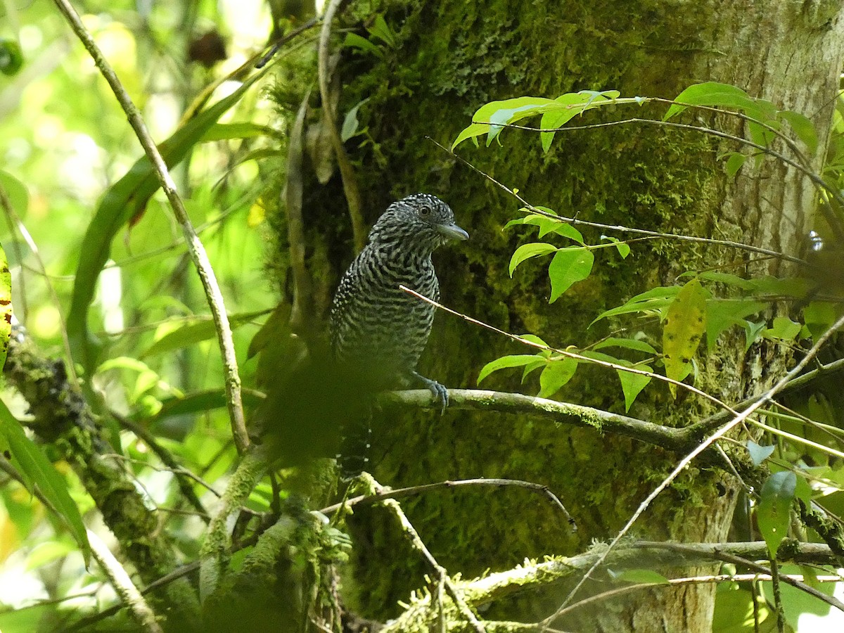 Bar-crested Antshrike - ML638568678