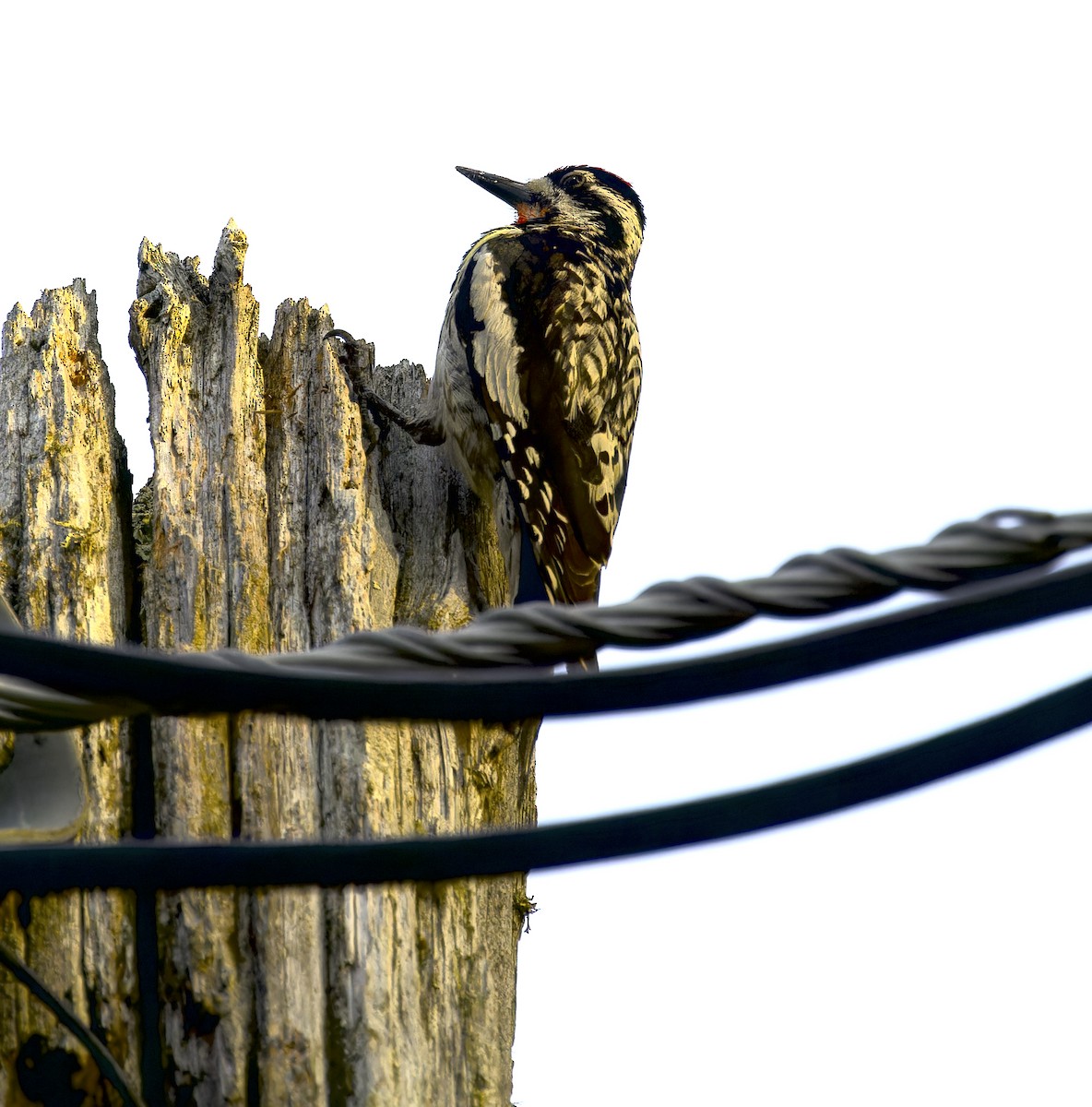 Yellow-bellied Sapsucker - ML638568681