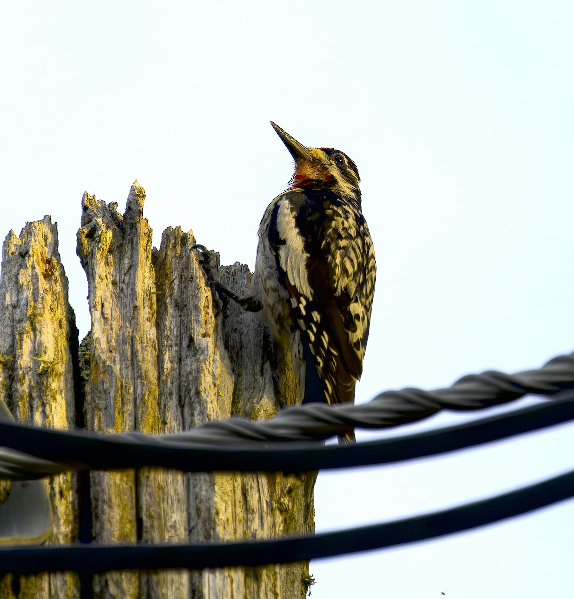 Yellow-bellied Sapsucker - ML638568683
