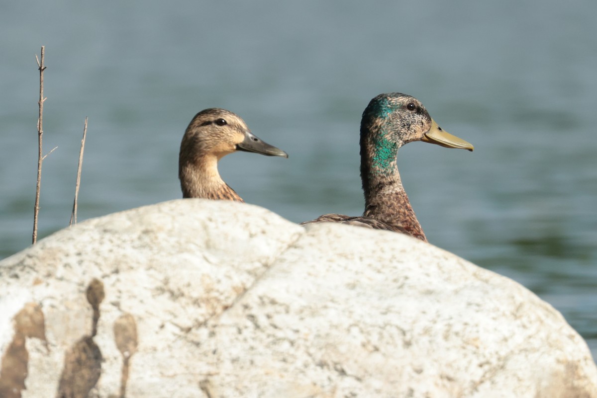 Mallard - ML638568696