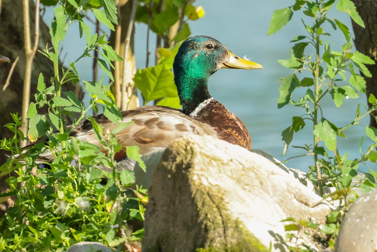 Mallard - ML638568697