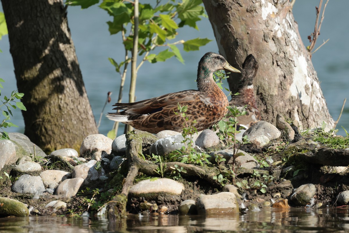 Mallard - ML638568701