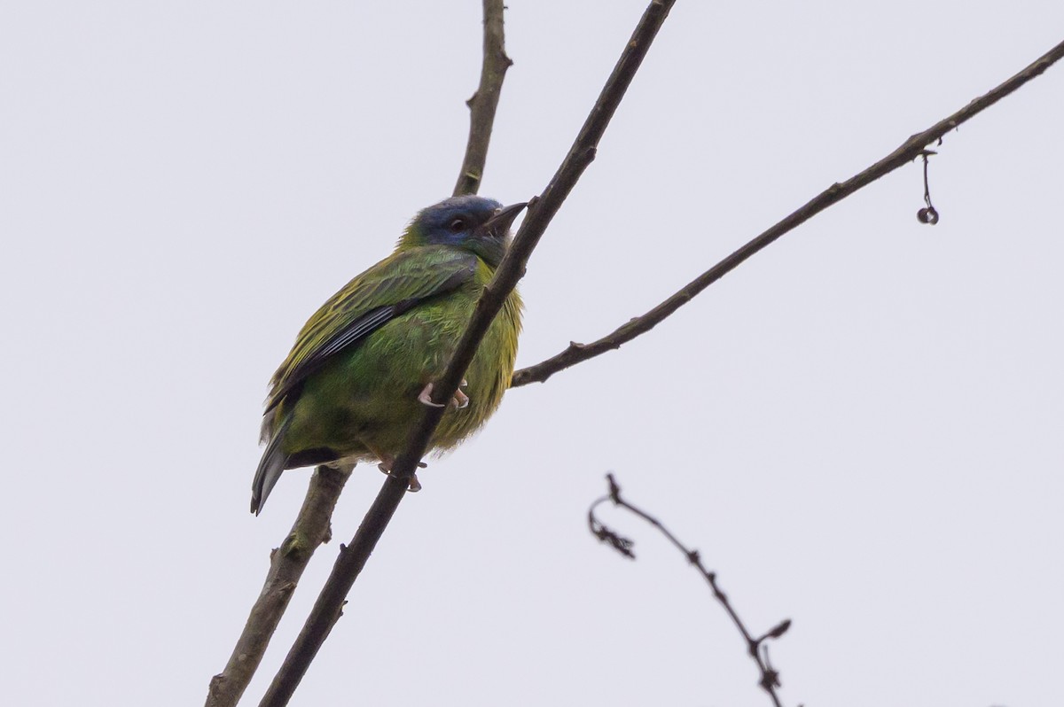 Blue Dacnis - ML638568720